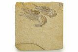 Two Cretaceous Fossil Shrimp - Lebanon #323731-1